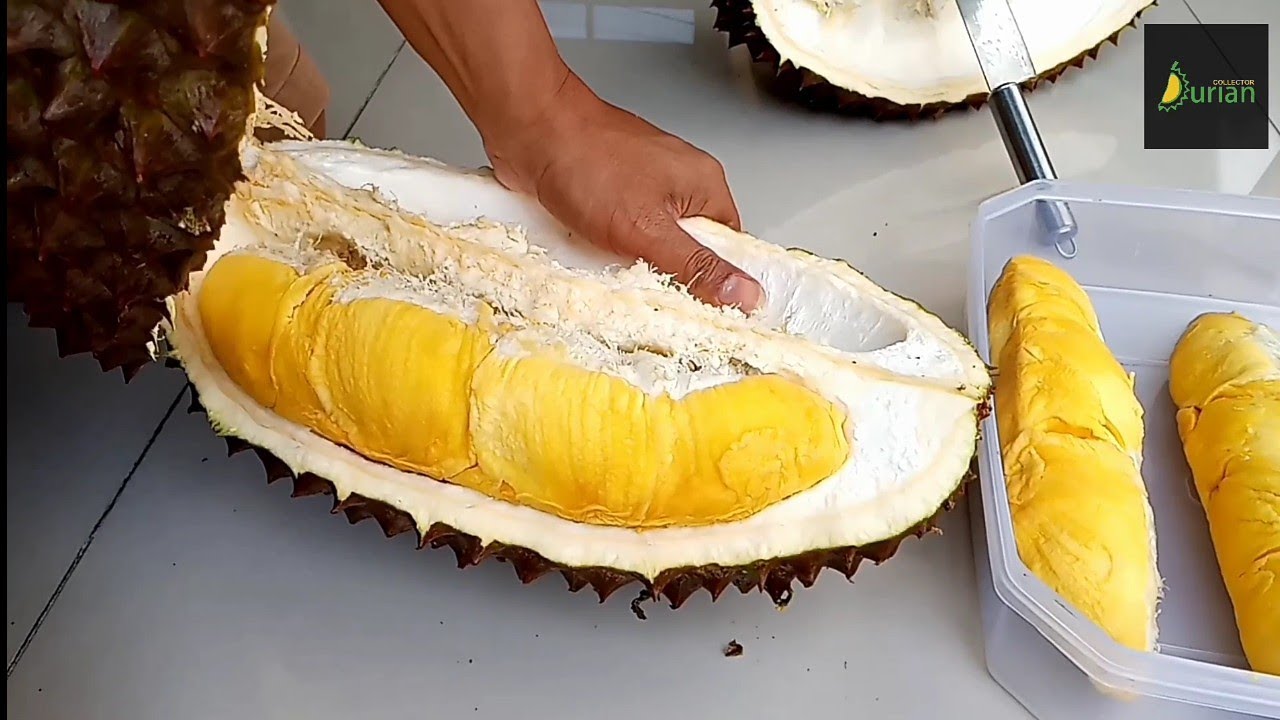 Unboxing durian Bawor 6 kilo 