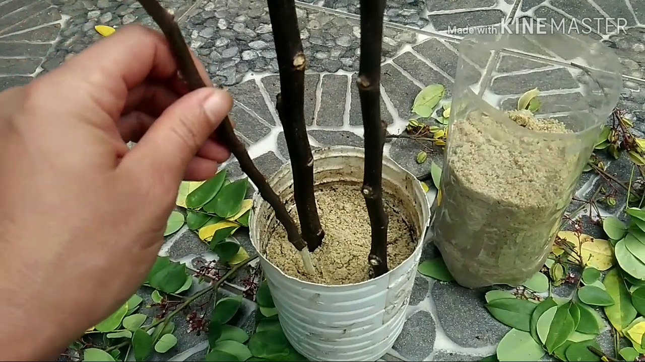 Estaquia de carambola..