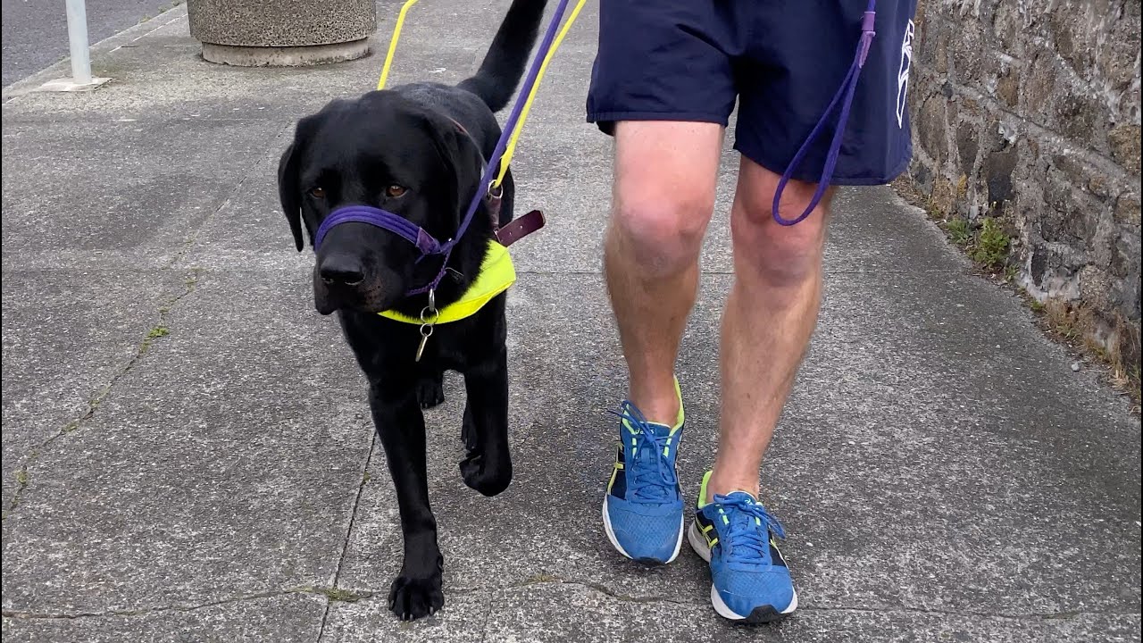 Labrador leads the way in helping dad with Parkinson's