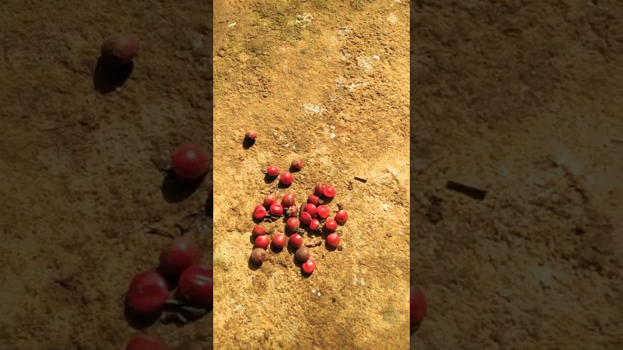 How does the red sandalwood plant look like?