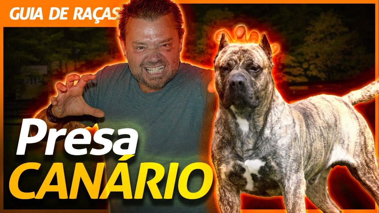 PRESA CANÁRIO, O MELHOR CÃO DE GUARDA! | RICHARD RASMUSSEN