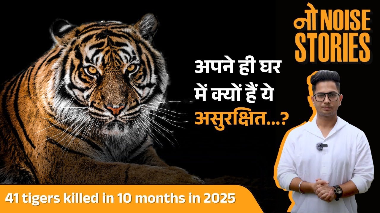 41 tigers killed in 10 months of 2025. Safe zones no longer safe&mdash;if forests fail, what will?