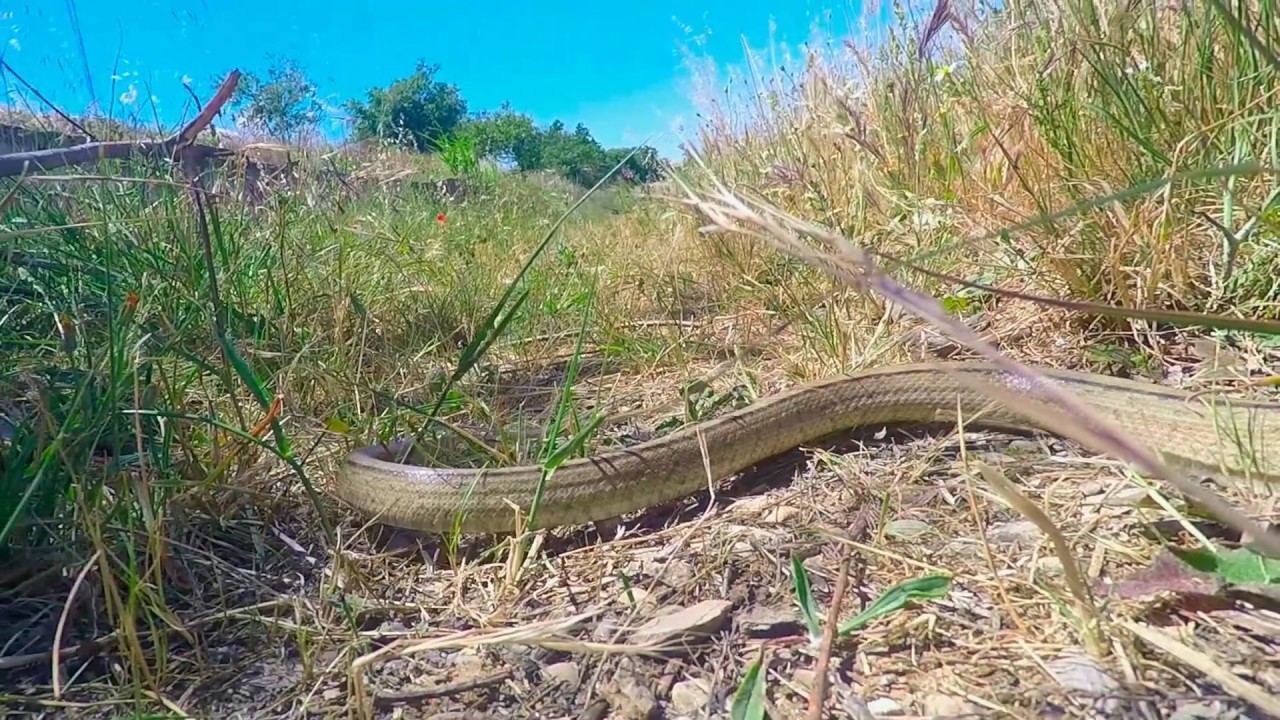 Alrededores Aguaviva 2019