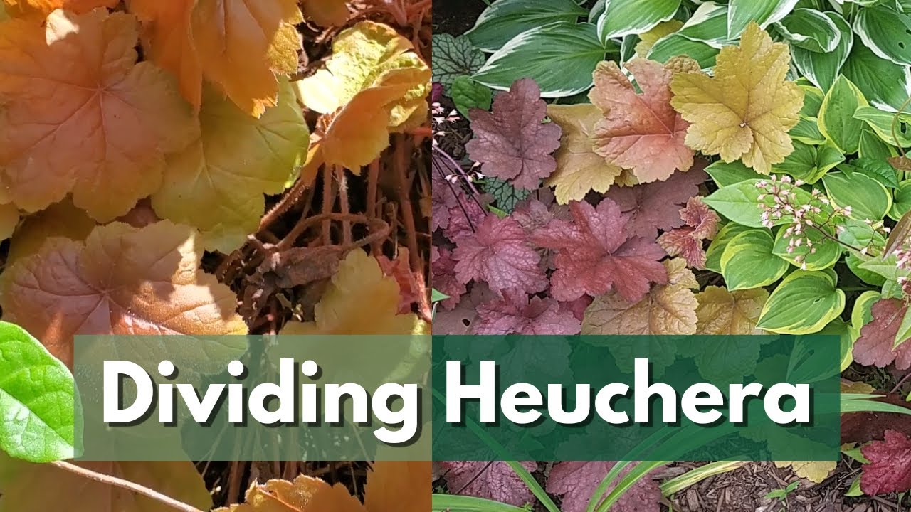 Why You NEED to DIVIDE Heuchera and How to Do It! / PROPAGATE HEUCHERAS