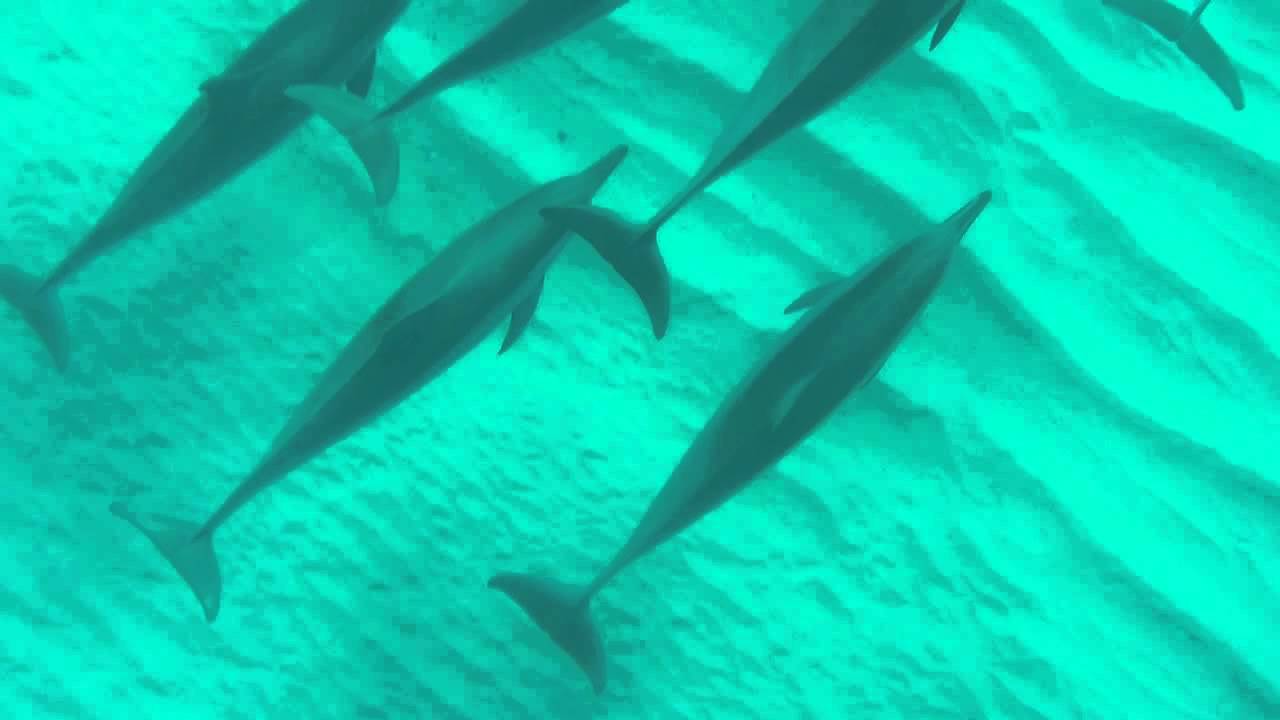 Amazing experience swimming with wild dolphins in Mauritius!