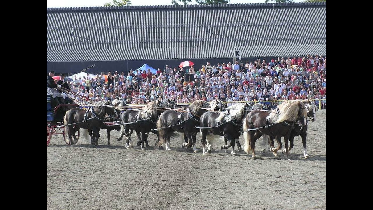 HuL Marbach Hengstparade 2007