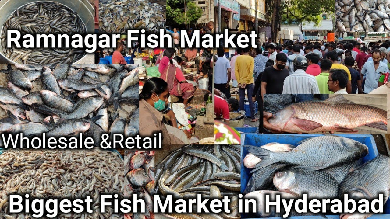 Biggest Fish Market in Hyderabad || Ramnagar Fish Market (Musheerabad Fish Market) Wholesale&Retail
