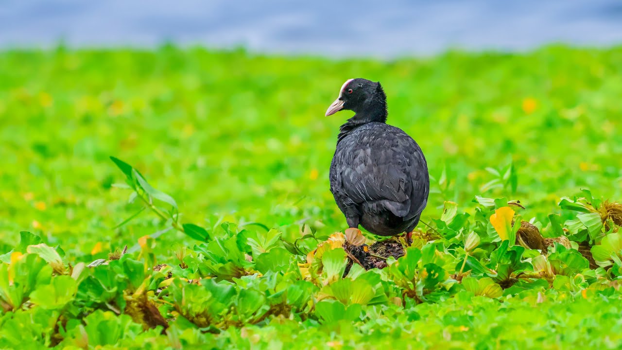 Enchanting Encounters-Graceful Eurasian Coot in their Natural Habitat #eurasiancoot #birdvideos