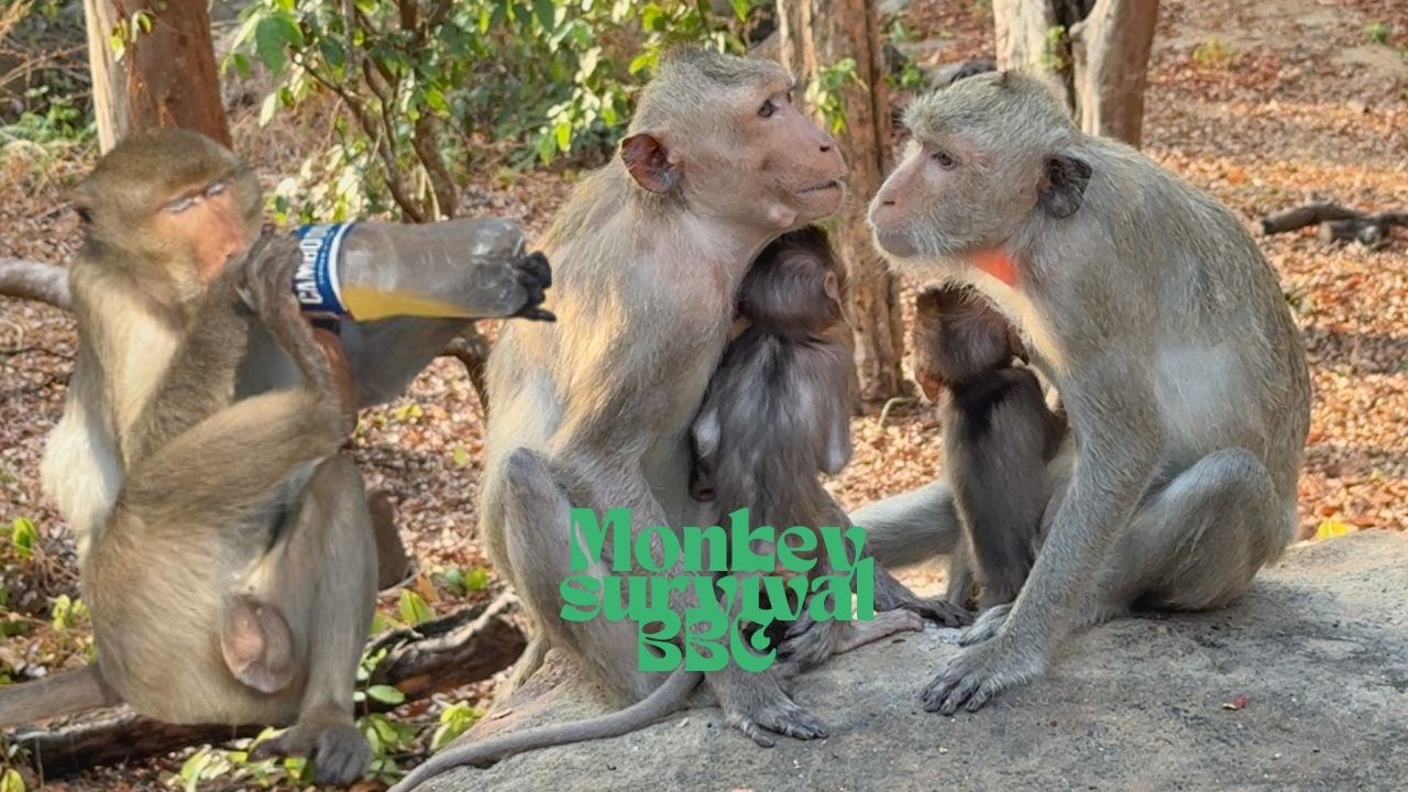 4K HD Monkey in the Forest 🐒 | Cute  Monkeys Playing on Trees & Drinking Water | Relaxing Wildlife