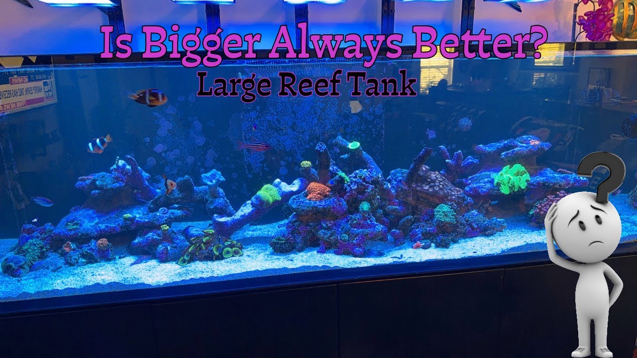 Large saltwater aquariums 