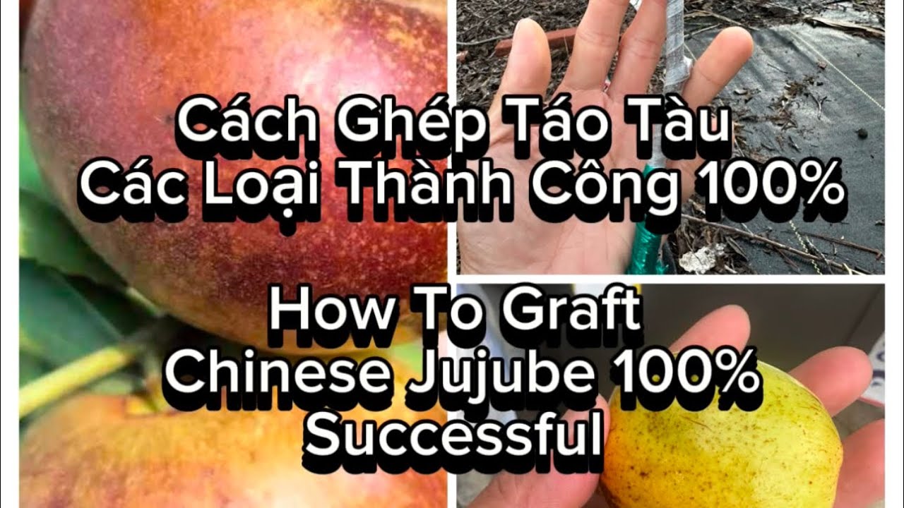 Chia Sẻ Cách Ghép Táo Tàu Thành Công 100%. How To Graft Chinese Jujube 100% Success Rate.