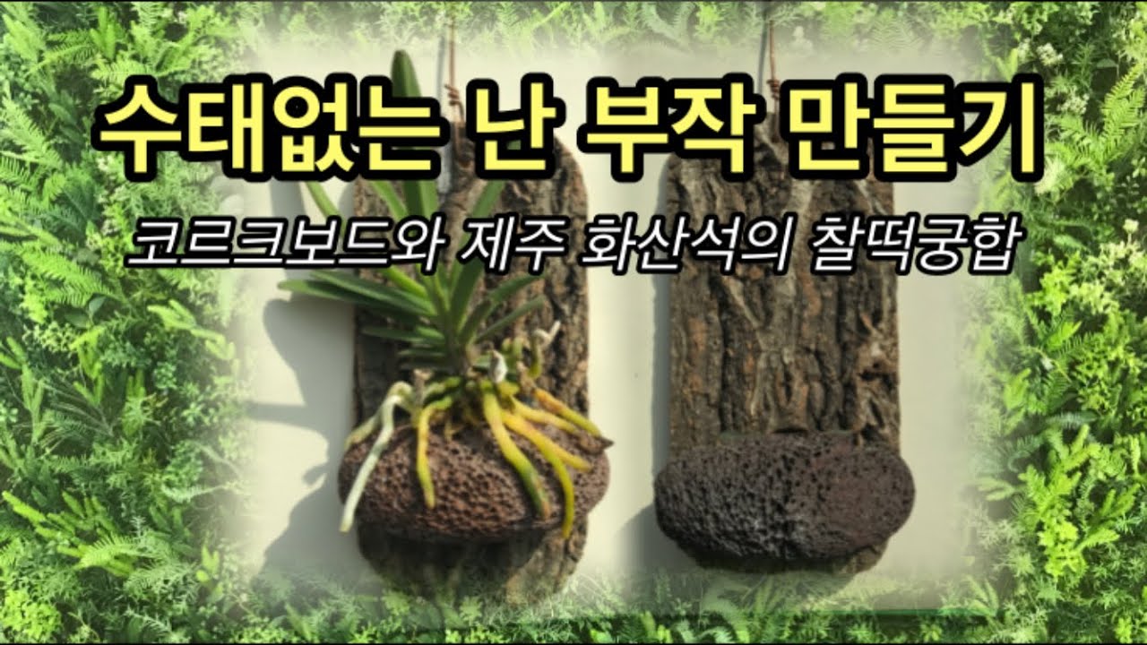 풍란 부작 만들기, 소엽풍란 기르기