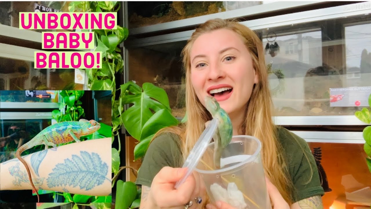 Unboxing My New Panther Chameleon!!!