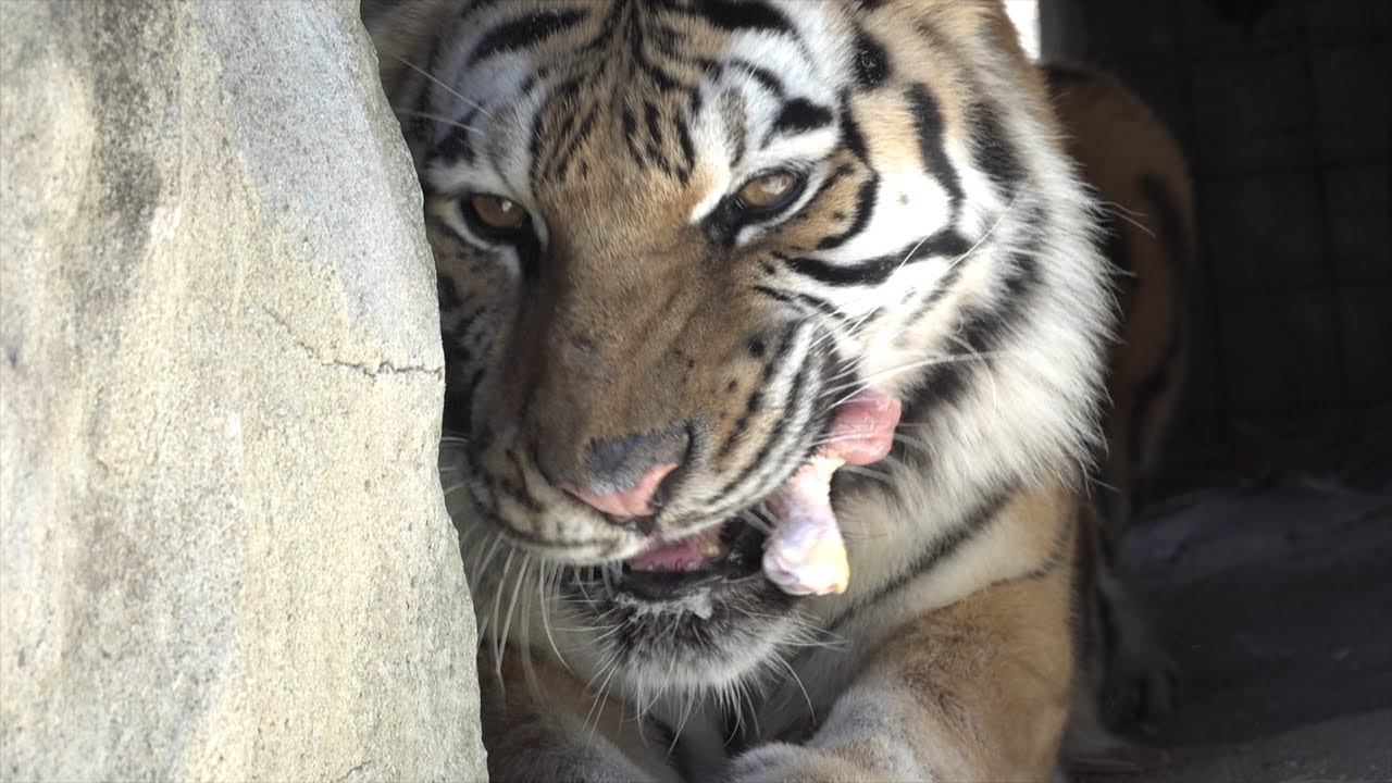 BIG Cats Eating Crunchy Snacks!!  VOLUME UP!
