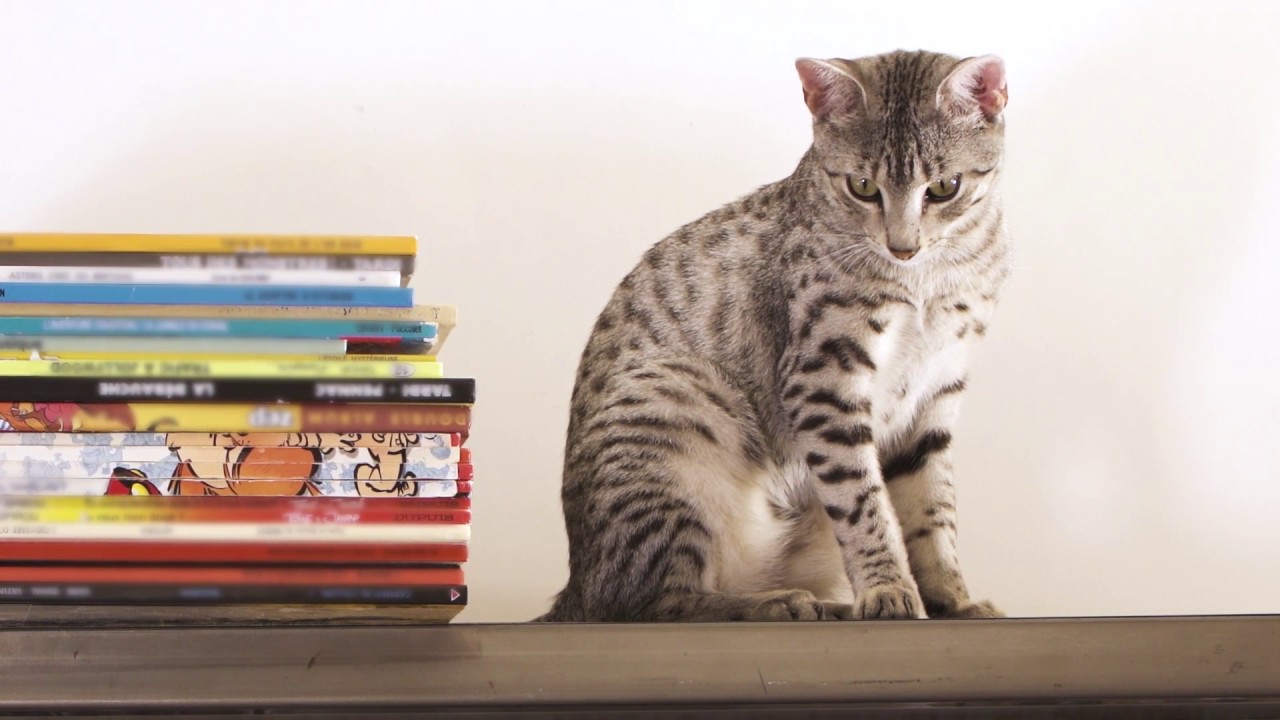 How to Create A Stimulating Environment for Your Cat