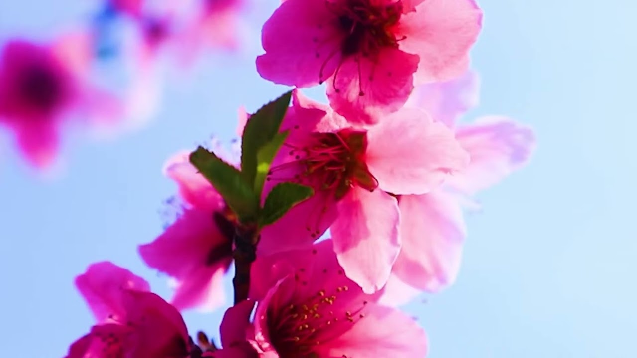Vibrant Blooms: Stunning Spring Flowers In Full Bloom!