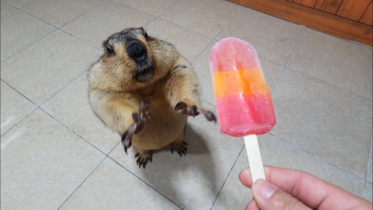 świstak po raz pierwszy zjada lody truskawkowe