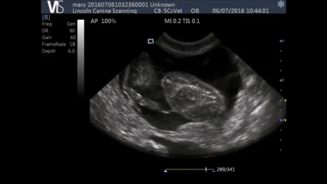 VIS Scan Pad - Canine Pregnancy Scans
