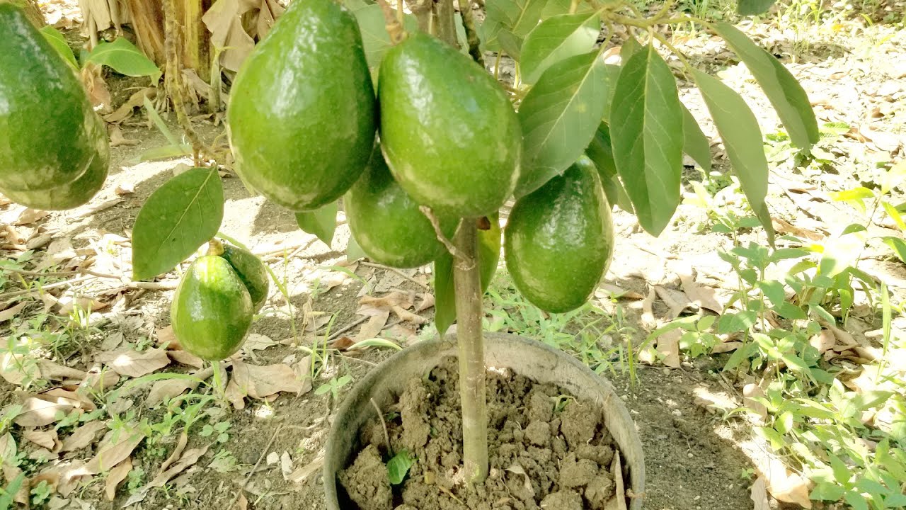 POR QUE ESPERAR AÑOS PARA TENER AGUACATE? GERMINAR Y INJERTAR DE MANERA MU FACIL
