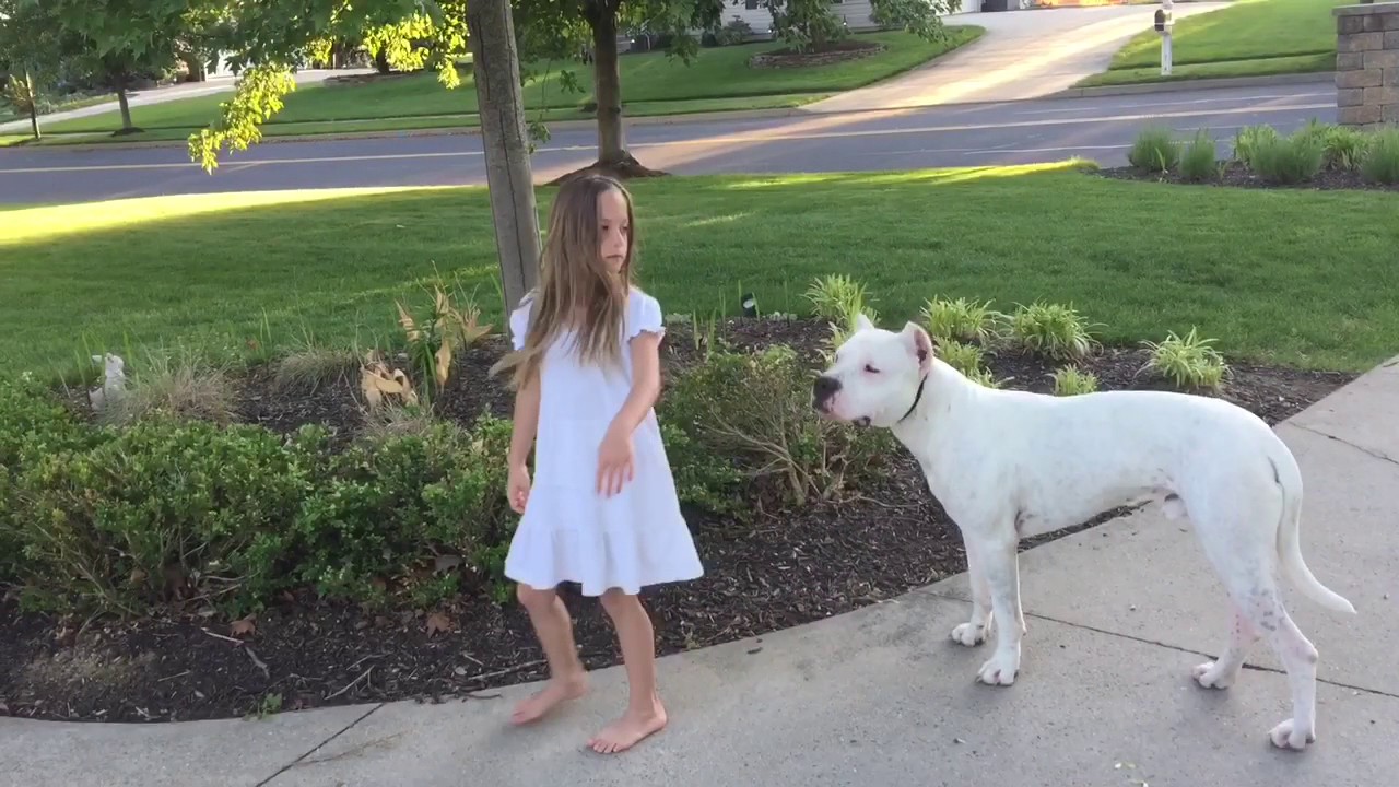 Maverick (Dogo Argentino) bond building and obedience