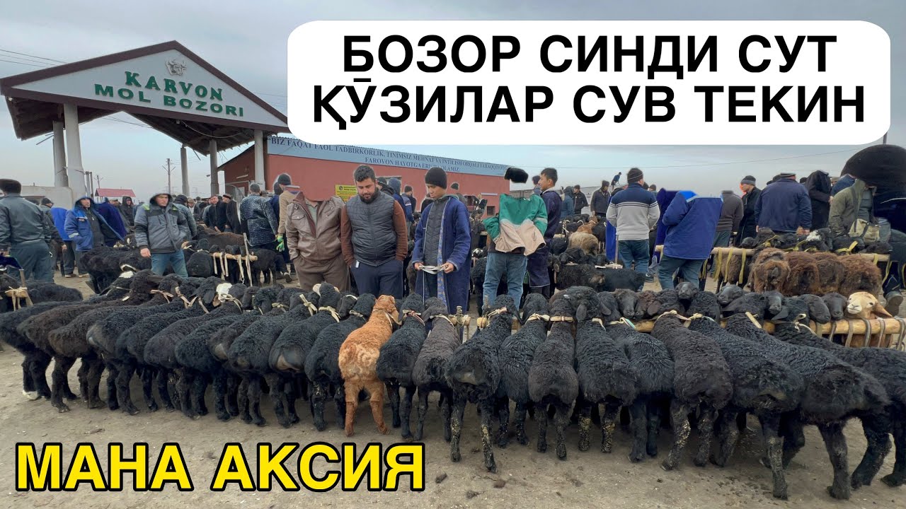 ҚӮЗИ ТӮЛИБ КЕТДИ. ОЛАМОН ХАЙРАТДА. ҚӮЙ ВА ҚЗИ НАРХЛАРИ. ҚАРШИ КАРВОН МОЛ БОЗОРИ. ҚАШҚАДАРЁ 15-МАРТ