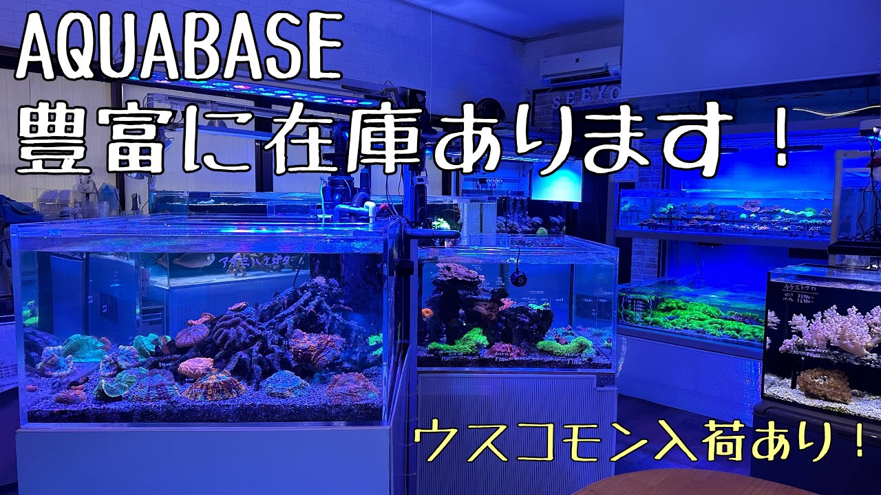 ［在庫紹介］ウスコモン入荷しました！　横浜にあるサンゴ専門店　AQUA BASE
