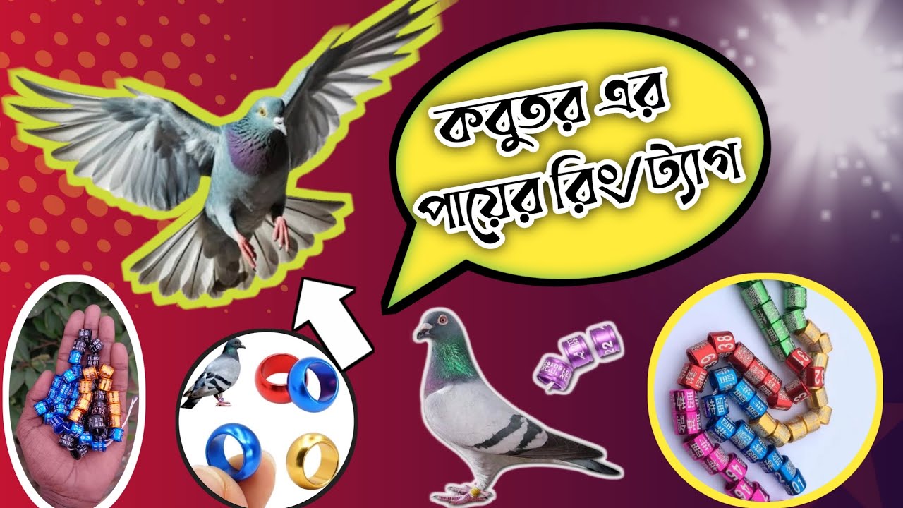 কবুতর রিং| KOBUTOR TAG | PIGEON LEG RING|SMART PIGEON TRACKING LEG RING| পায়রার রিং#pigeonring