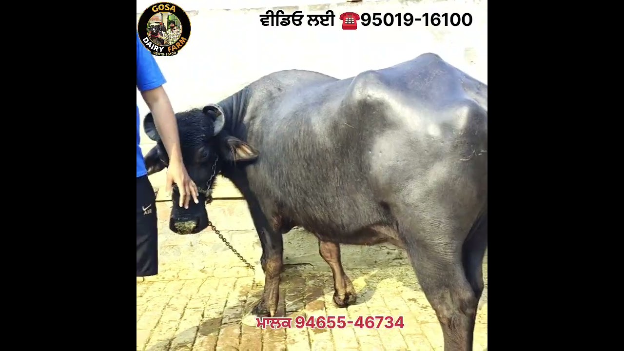 ਤੋਂਕੜ ਗਬਨ ਵਿਕਾਊ ਮਾਗਰ ਕੱਟੀ ਇੱਕ ਨੀਲੀ ਰਾਵੀ ਮੱਝ ਵਿਕਾਊ ਪਿੰਡ ਘੁੰਮਣ ਕਲਾਂ ਜ਼ਿਲ੍ਹਾ ਬਠਿੰਡਾ 