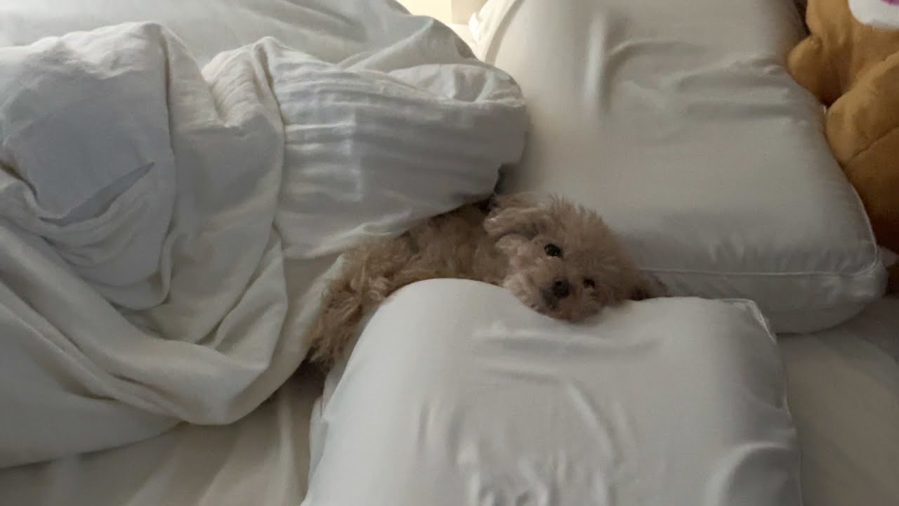 冬は布団から出てこない人間みたいな犬
