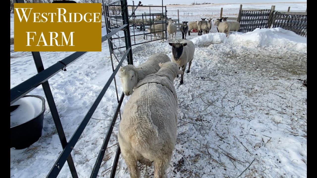 v 218 Never too cold for TUPPING :   Sheep Farming below zero