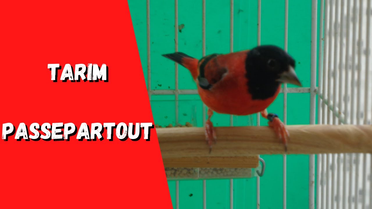 Tarim Passepartout