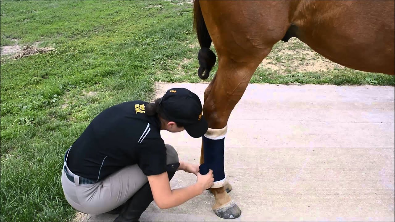 Stable Wraps Tutorial