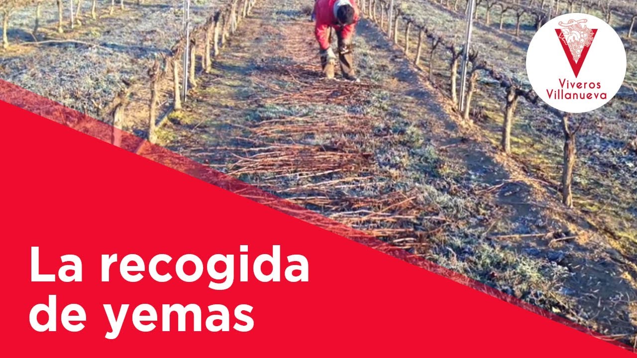 La recogida de yemas en Viveros Villanueva Vides