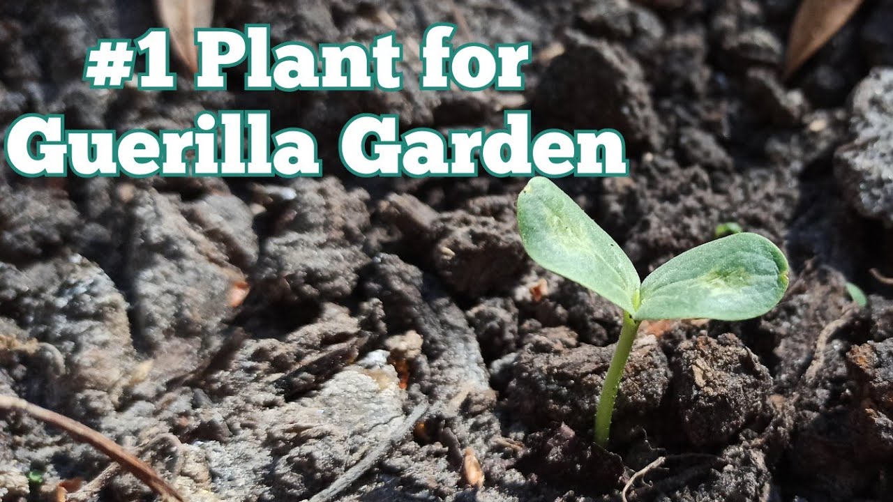 The Best Types of Plants for a Guerrilla Garden
