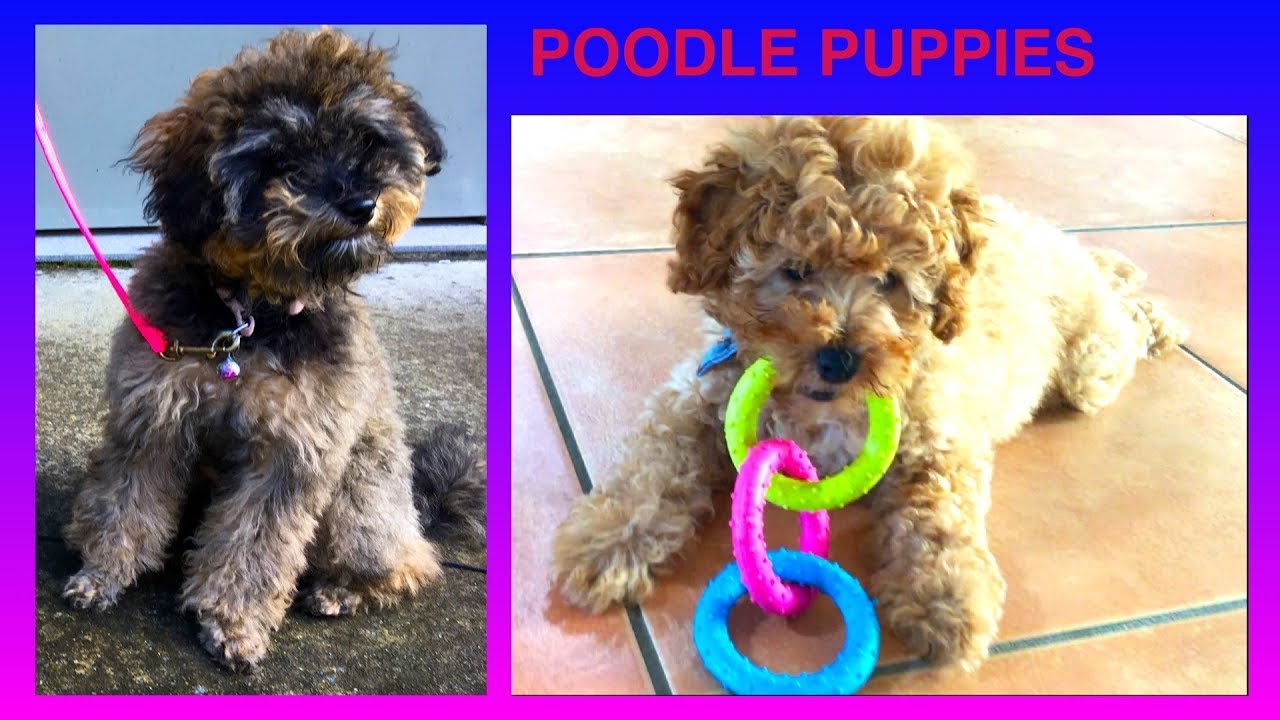 POODLE PUPPIES - DIY Dog Food & Fun by Cooking For Dogs