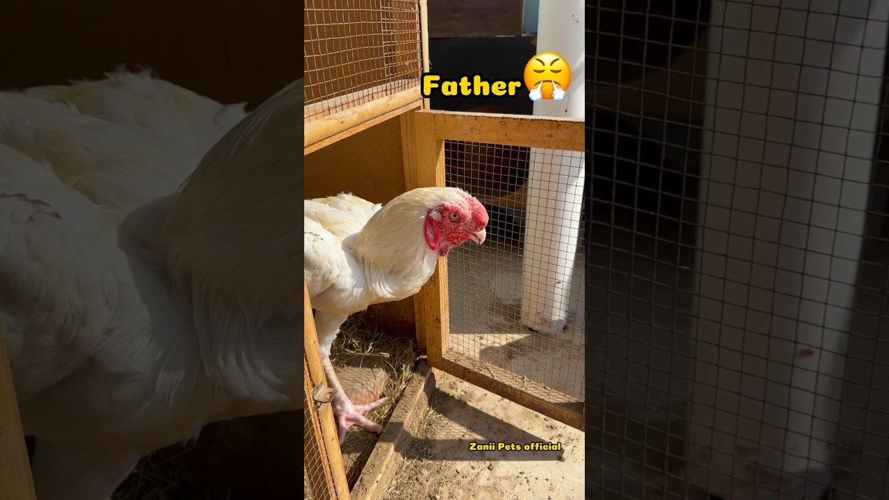 Heera Aseel Chick Result Transformation.😍💝 #aseel #chicks #transformation #shortsfeed #viralshorts