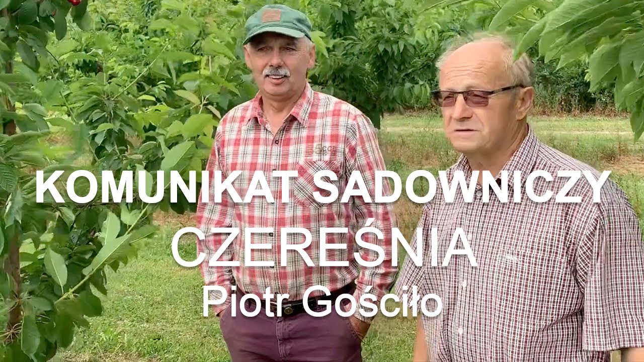 Komunikat sadowniczy #21 Czereśnia - Piotr Gościło