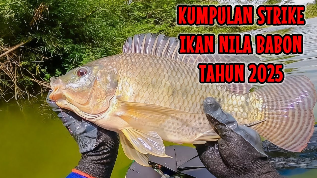 FULL IKAN NILA BABON ‼️KUMPULAN VIDEO MANCING IKAN NILA BABON TAHUN 2025