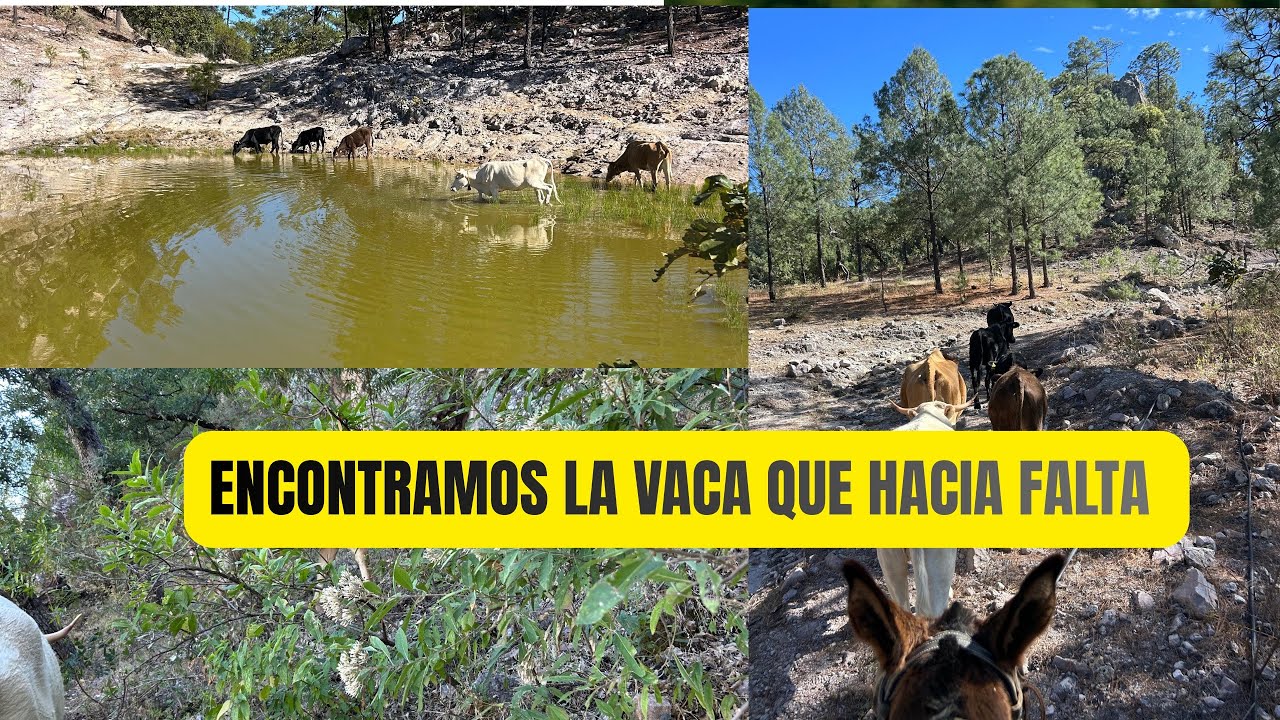 ENCONTRAMOS LA VACA QUE HACÍA FALTA 