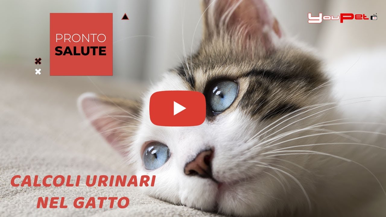 CALCOLI URINARI NEL GATTO