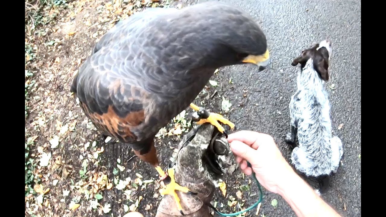 HARRIS HAWK WOODY, WILL HE CATCH HIS DINNER FIRST HUNT 2023/2024