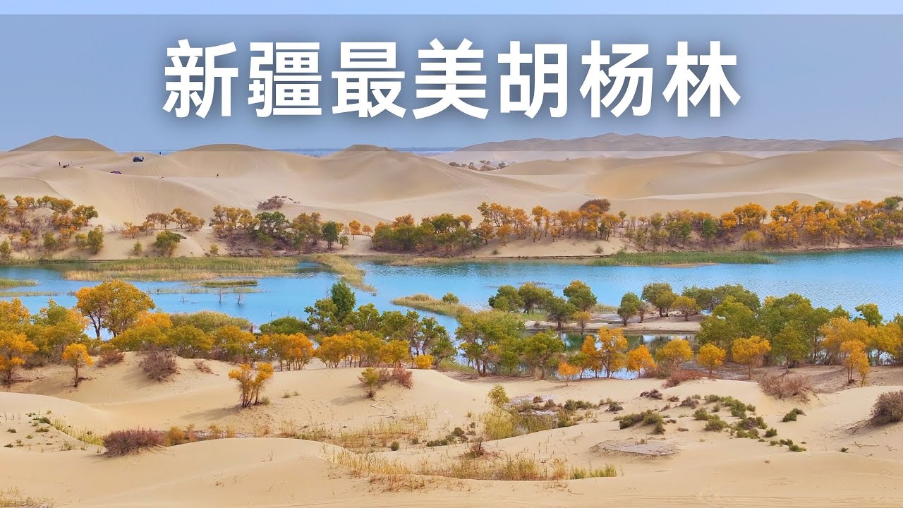 新疆的沙漠里竟然有如此景观 带娃在胡杨林里撒欢的一天 塔塔秘境