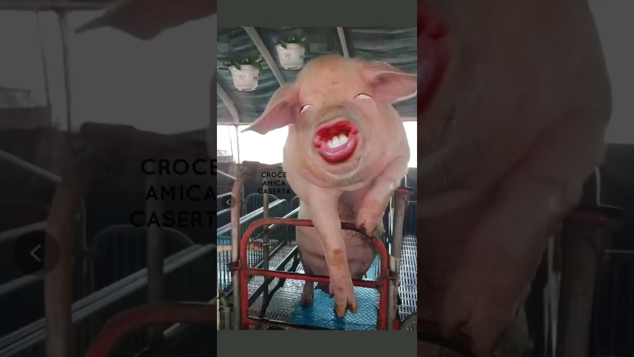 Maiale Che Ride Viral #viralshorts #viralshort #viralvideo #viral #viraltiktok #viralreels #virale