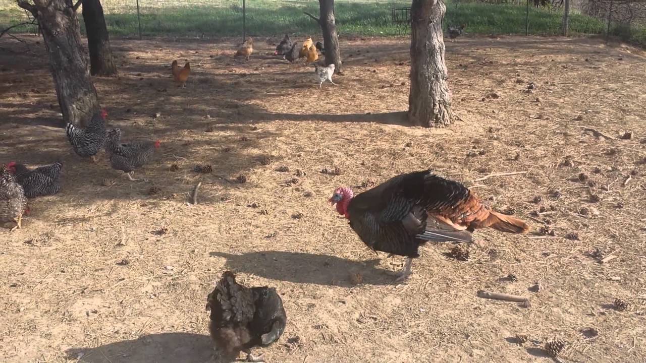 4.16.2016 gobble gobble