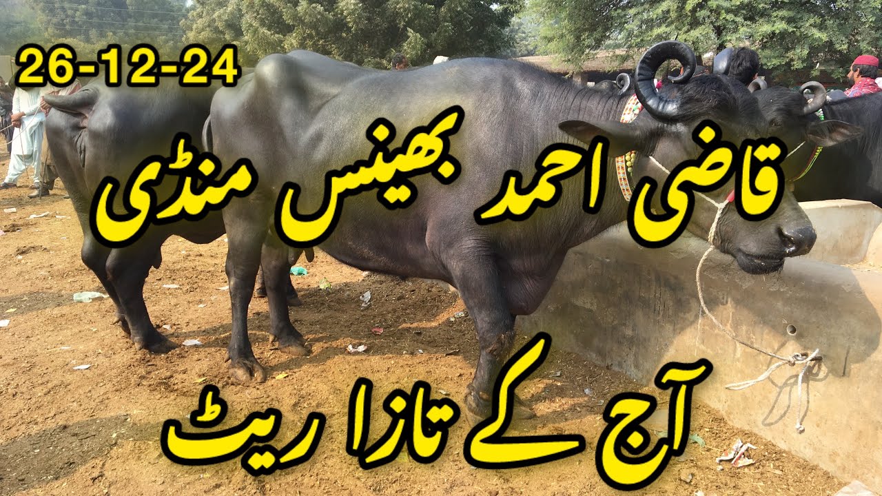 Qazi Ahamed Buffalo Mandi latest update 26-12-24