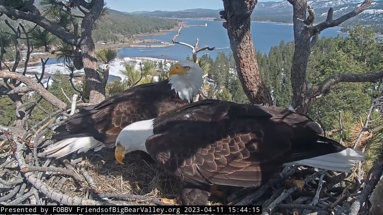 РИБА ДЛЯ ДАМИ. ГНІЗДО БІЛОГОЛОВОГО ОРЛАНА США 12-4-23-FISH BALD EAGLE'S NEST BIG BEAR CALIFORNIA USA
