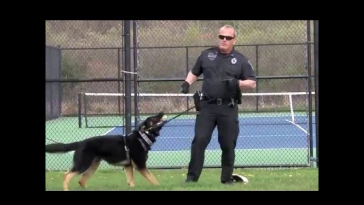 Online Criminal Justice Degree