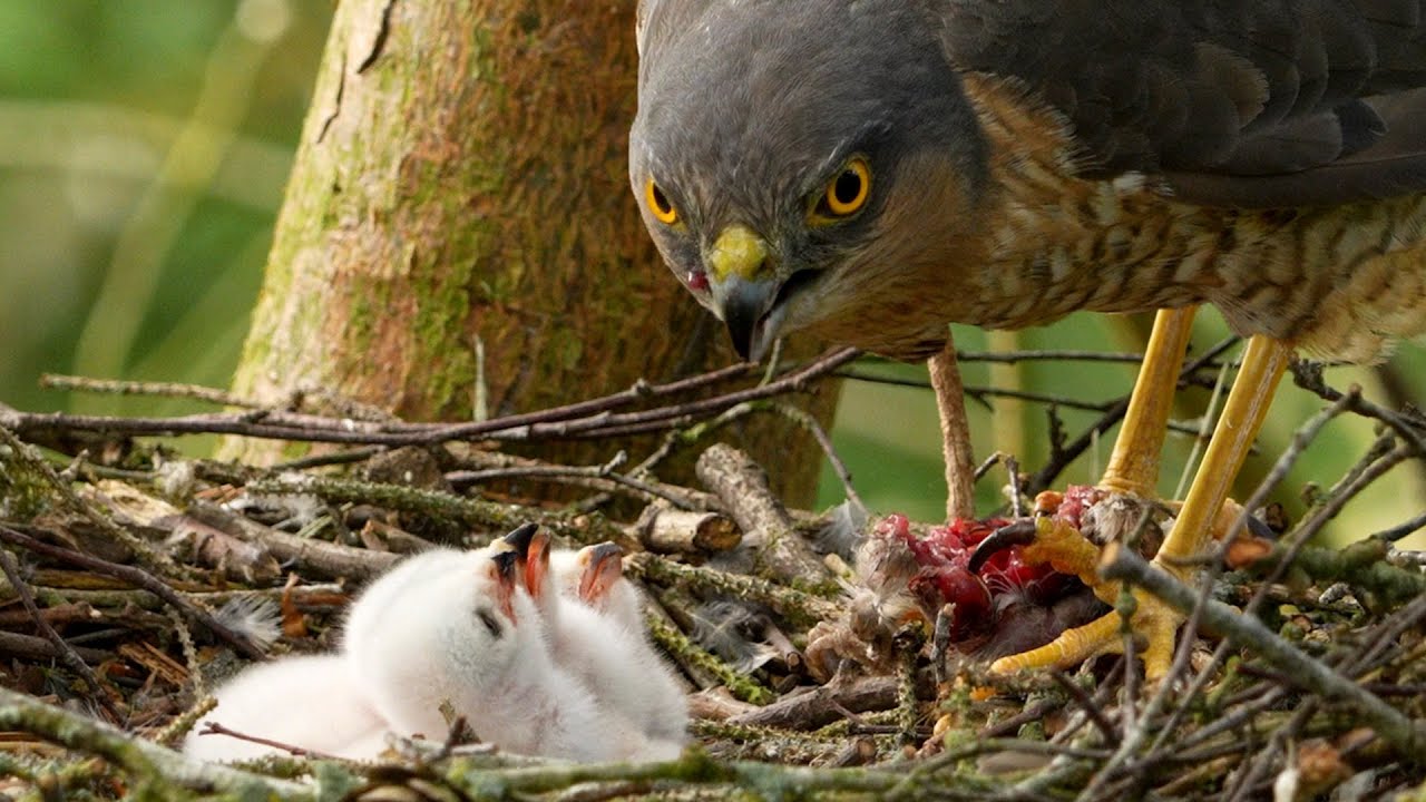 Sparrowhawk Chicks' First Feeds | Discover Wildlife | Robert E Fuller