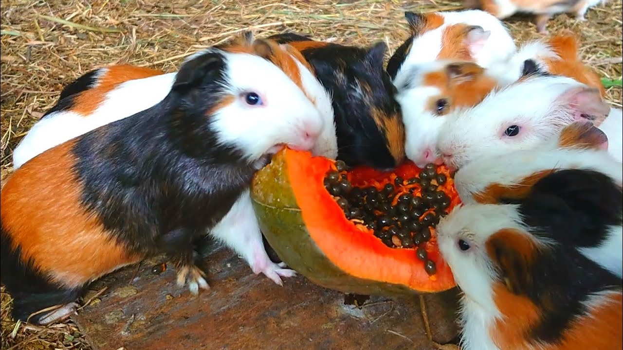 Guinea pigs eating asmr, cute guinea pigs eating papaya fruit food, guinea pig favourite food 