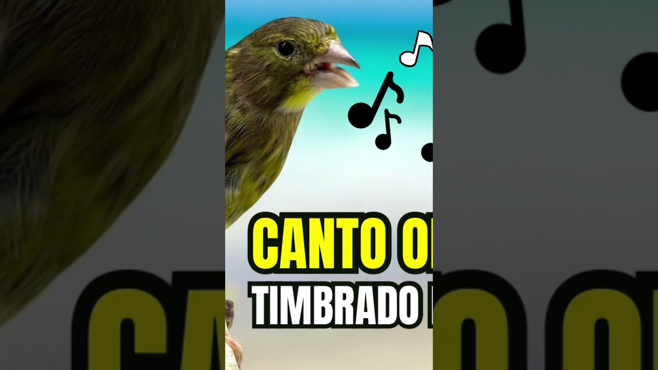 SUPER CANTO de MAESTRO TIMBRADO ESPANHOL ORIGINAL